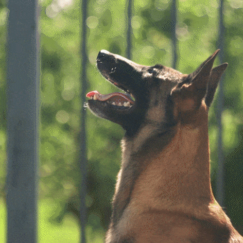 BarkWave in action stopping dog barking